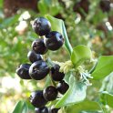 Sarcococca ruscifolia fruit